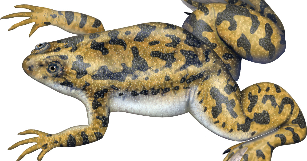 WNTing to Know Genome Editing at National Xenopus Resource Spurs New